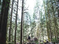 Forest and river