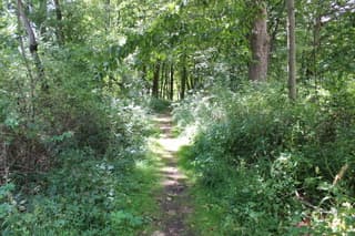 Wooded footpath